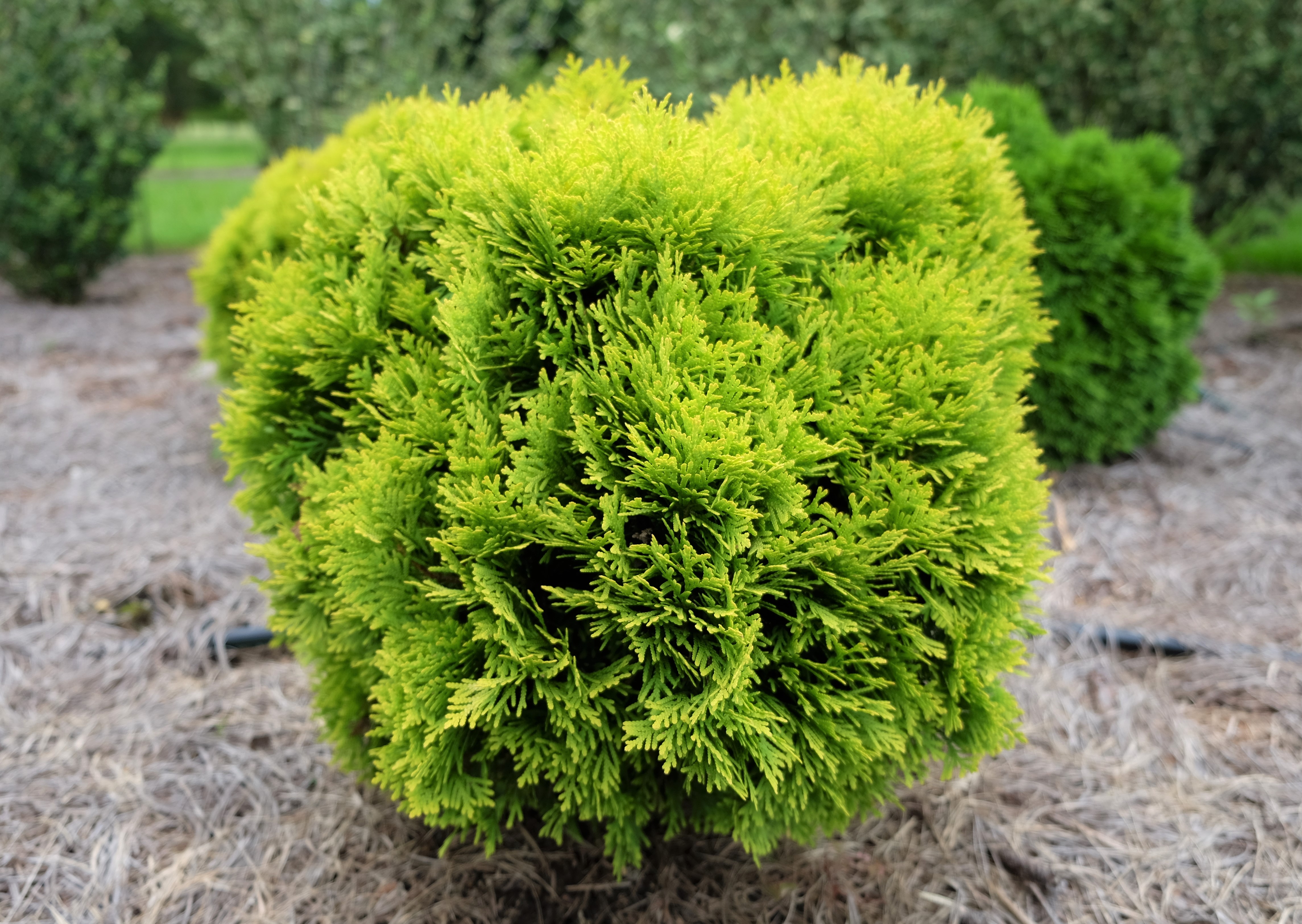 Annas magic ball arborvitae CarinaJPG